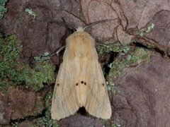 Gul tigerspinner (Spilarctia lutea)