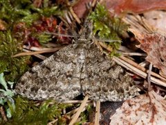 Satin Beauty (Deileptenia ribeata)