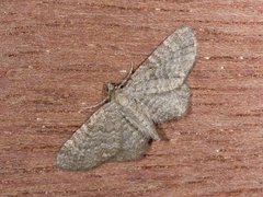 Marimjelledvergmåler (Eupithecia plumbeolata)