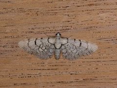 Marmordvergmåler (Eupithecia venosata)