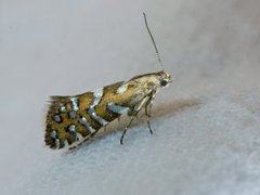 Glyphipterix bergstraesserella