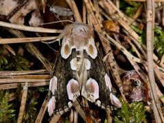 Flekkhalvspinner (Thyatira batis)