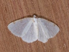 White-pinion Spotted (Lomographa bimaculata)
