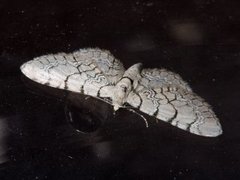 Marmordvergmåler (Eupithecia venosata)