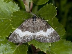 White-banded Carpet (Spargania luctuata)