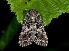 Mørkt nellikfly (Hadena bicruris)