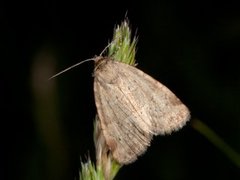 Sølvbunkefly (Photedes minima)