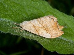 Scalloped Hook-tip (Falcaria lacertinaria)