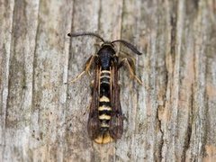 Raspberry Clearwing (Pennisetia hylaeiformis)