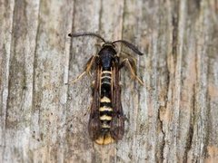 Bringebærglassvinge (Pennisetia hylaeiformis)