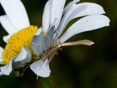 Tveskjeggveronikafjærmøll (Stenoptilia pterodactyla)