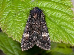 Røddusket engfly (Apamea rubrirena)