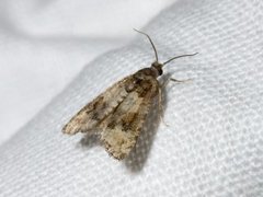 Furublomstvikler (Piniphila bifasciana)