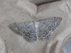 Cream Wave (Scopula incanata)