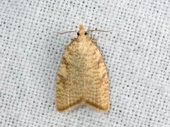 Yellow Oak Button (Aleimma loeflingiana)