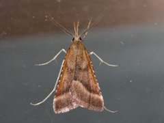 Long-legged Tabby (Synaphe punctalis)