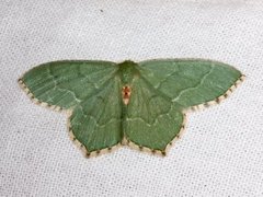Common Emerald (Hemithea aestivaria)