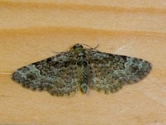 Green Pug (Pasiphila rectangulata)