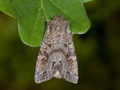 Pale Shining Brown (Polia bombycina)