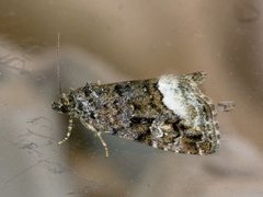 Marbled White Spot (Deltote pygarga)