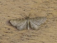 Marimjelledvergmåler (Eupithecia plumbeolata)