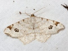 Peacock Moth (Macaria notata)