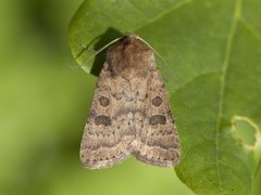 The Uncertain (Hoplodrina octogenaria)