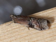 Beautiful Knot-horn (Pempelia formosa)