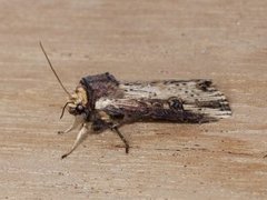 Flame (Axylia putris)