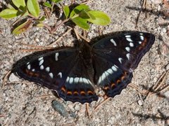 Poplar Admiral (Limenitis populi)