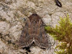 Brunt lundfly (Lacanobia suasa)