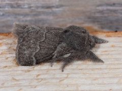 Pale Eggar (Trichiura crataegi)