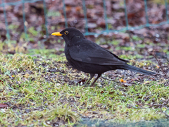 Svarttrost (Turdus merula)