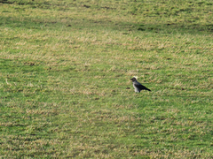 Hooded Crow (Corvus cornix)