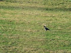 Kråke (Corvus cornix)