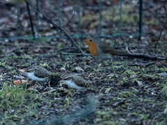 Rødstrupe (Erithacus rubecula)