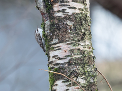 Eurasian Treecreeper (Certhia familiaris)