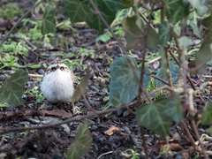 Eurasian Treecreeper (Certhia familiaris)