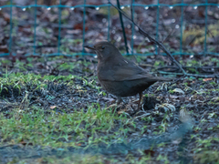 Svarttrost (Turdus merula)