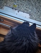 Cat (Felis catus)