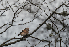 Brambling (Fringilla montifringilla)