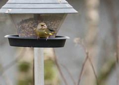European Greenfinch (Chloris chloris)
