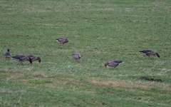 Greylag Goose (Anser anser)