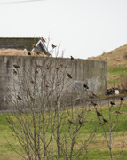 Gråtrost (Turdus pilaris)