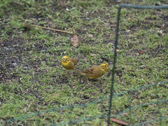 Yellowhammer (Emberiza citrinella)