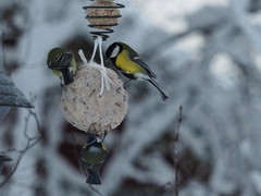 Great Tit (Parus major)