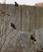 Stær (Sturnus vulgaris)