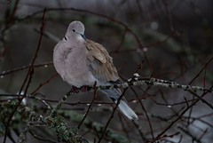 Tyrkerdue (Streptopelia decaocto)