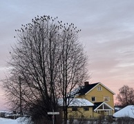 Bohemian Waxwing (Bombycilla garrulus)
