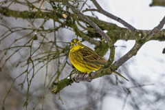 Yellowhammer (Emberiza citrinella)